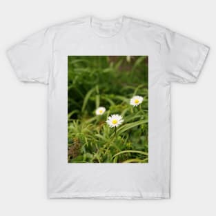 Oxeye Daisy - Moon Daisy flowers T-Shirt